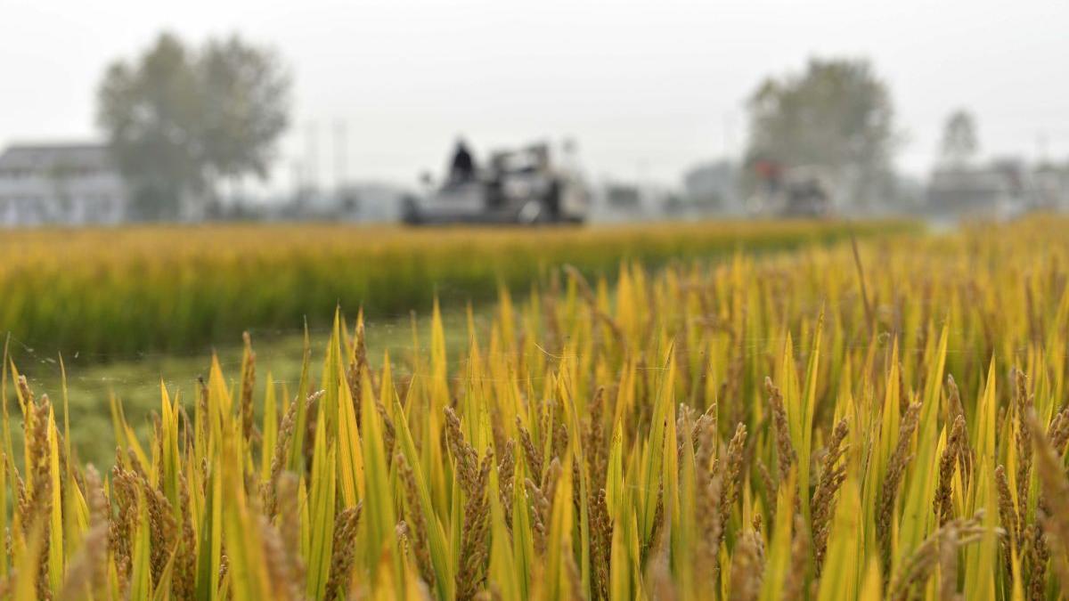 marcel ciolacu adrian oros jaf national vanzare terenuri agricole companii de stat