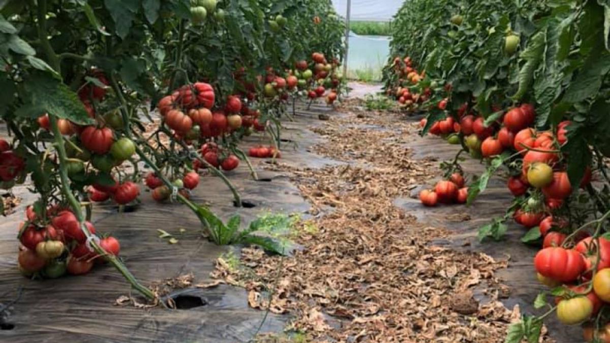 nuoricum ro specialistul tau in cresterea legumelor