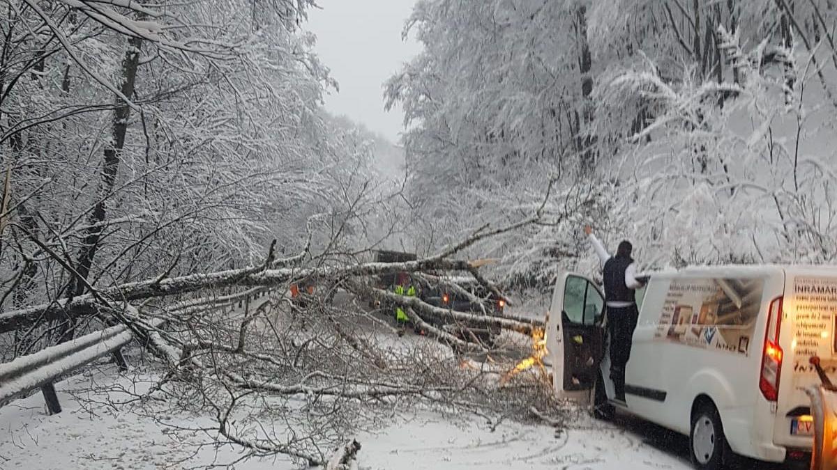 copacii doborati vreme rea drumuri blocate cale ferata brasov covasna hunedoara