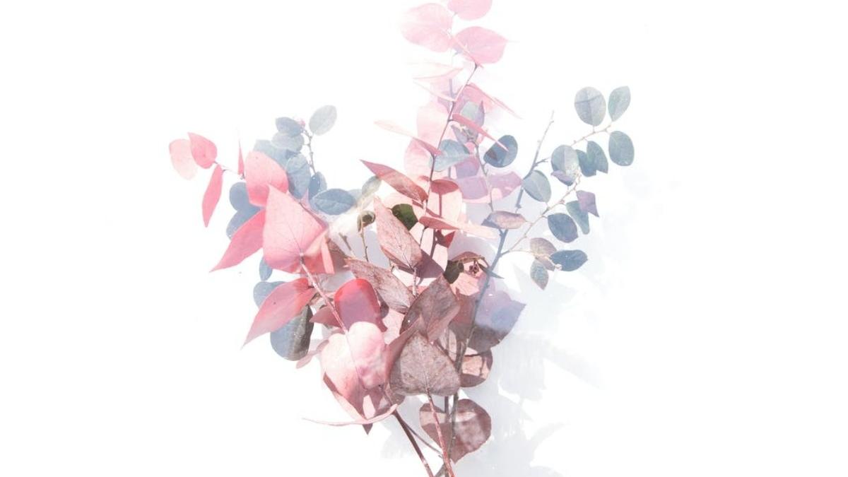 cum se ofera florile de catre un barbat