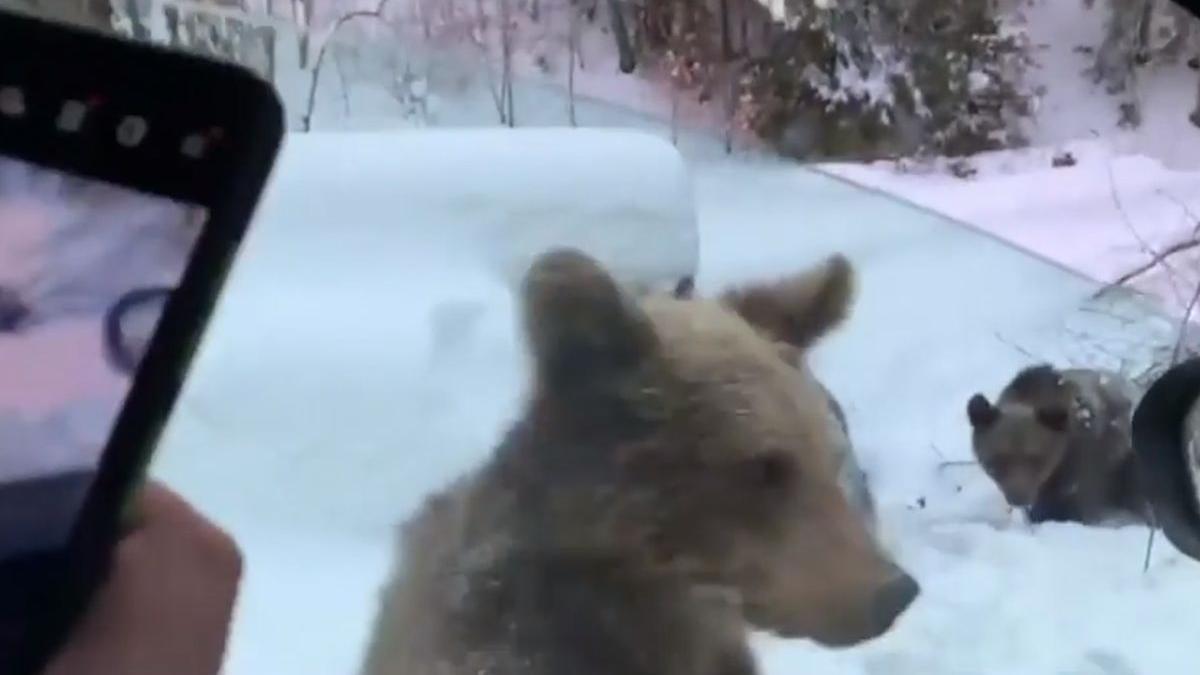 ursi sinaia hotel masini mancare