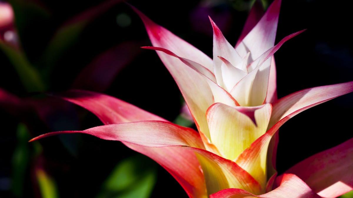 guzmania planta face singura floare moare cum trebuie ingrijita video