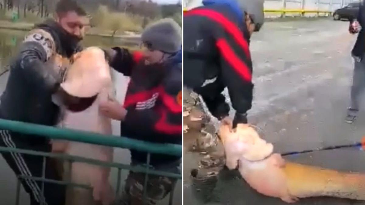 somn prins pescar balta craiova live facebook