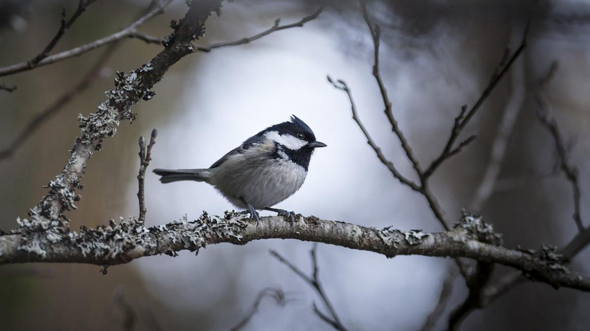 prognoza meteo 26 martie