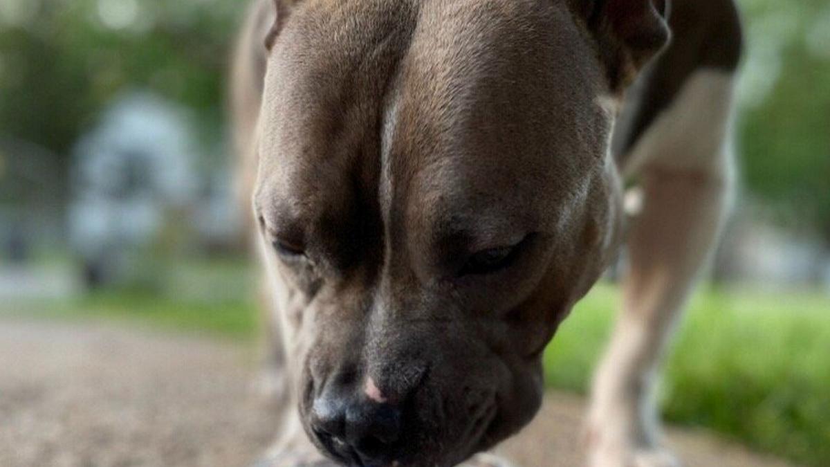 barbat galati condamnat inchisoare cu executare ucidere caine