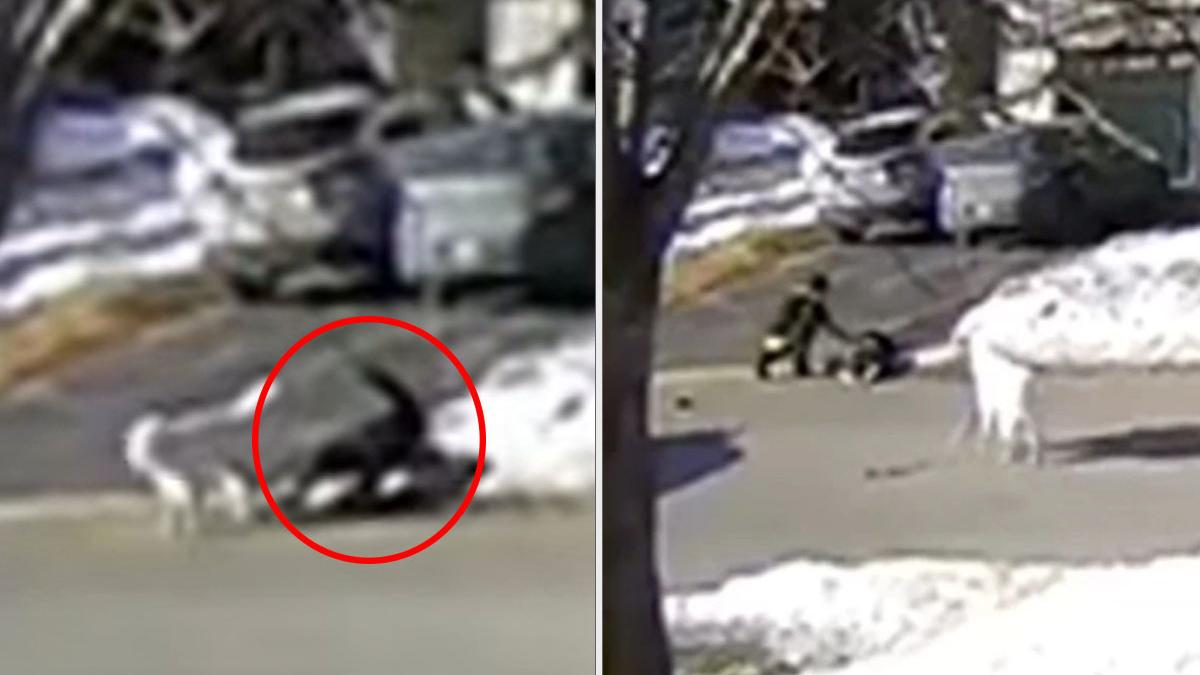 catelusa canada salvat stapana lesin strada