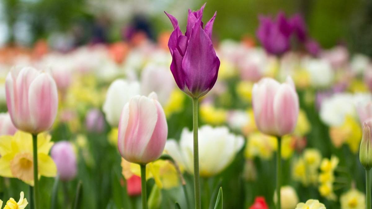 horoscop 30 martie 2021 pesti berbec