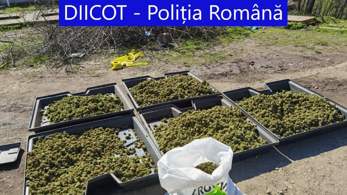 soti spania ferma uriasa canabis bradesti craiova