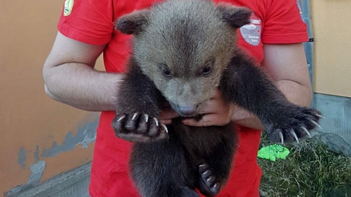 pui de urs orfan salvat harghita