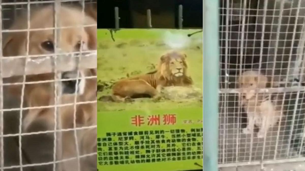 china gradina zoologica leu catelus golden retriever