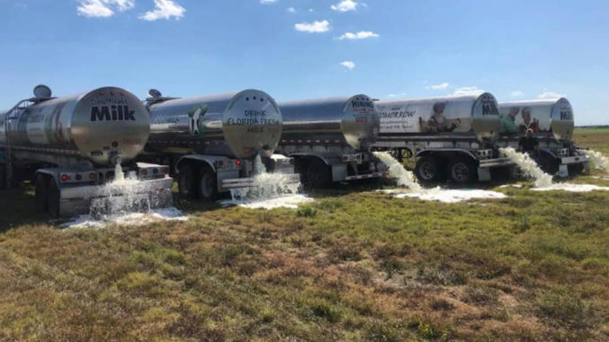 fermieri arunca lapte camp canal