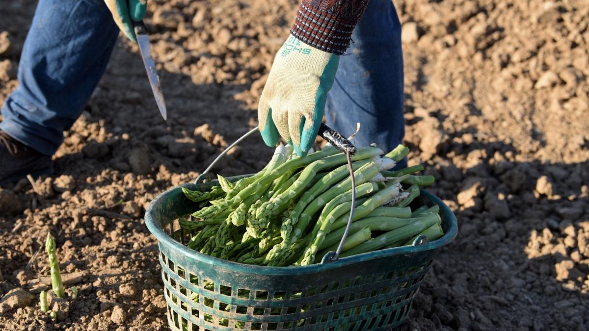 muncitori romani refuza germania condiitii precare spranghel