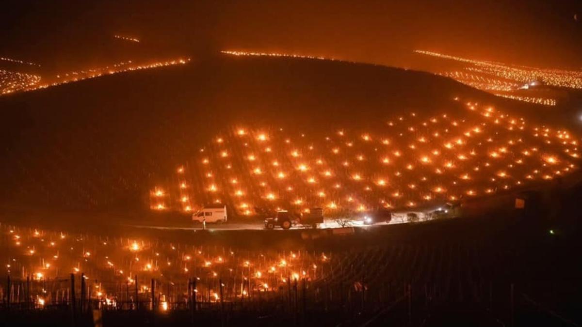 lupta viticultorilor franta salvare productie vinurilor temperaturile scazut 35 grade