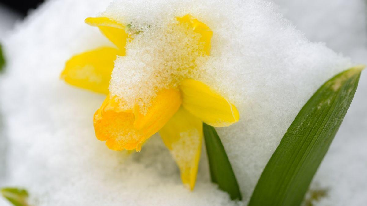 anm informare meteorologica vant vreme deosebit de rece ninsori