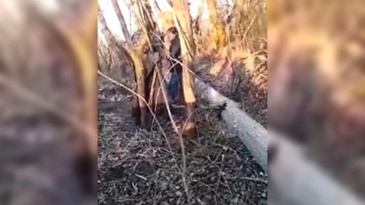 tanar cocorastii colt prahova sinucis terorizat batut