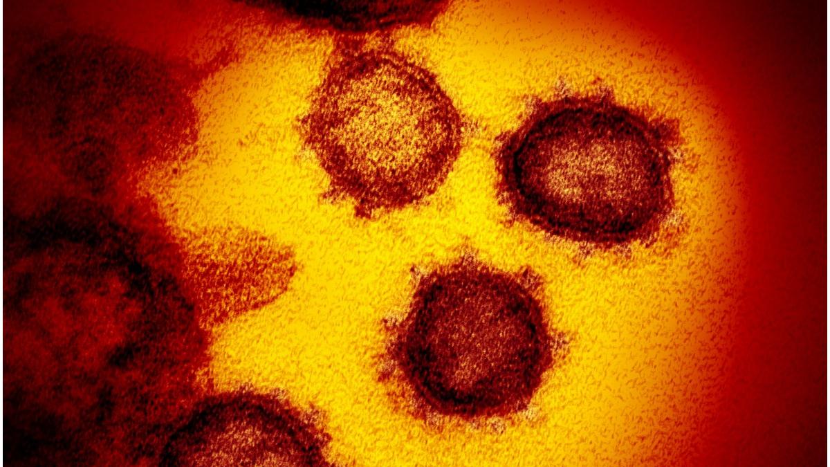 origine coronavirus