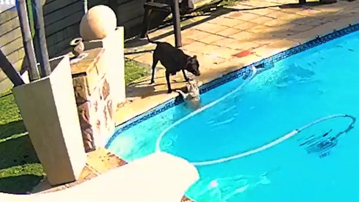caine amstaff salveaza prieten moarte piscina