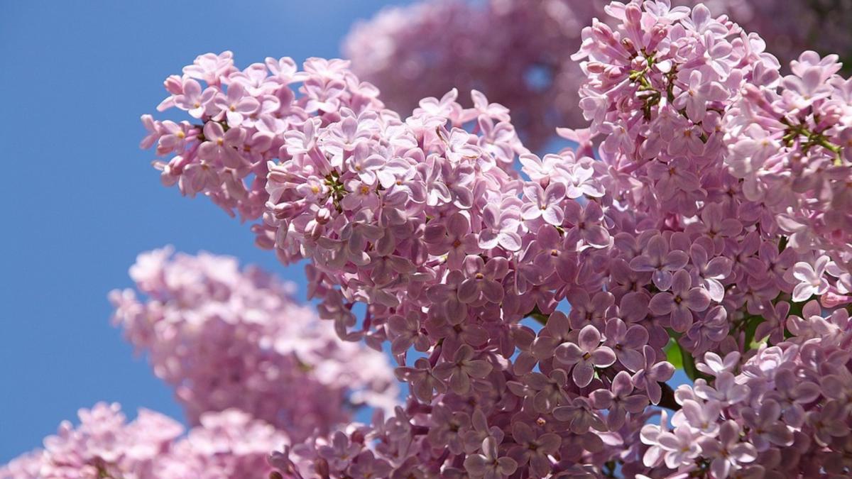 horoscop pentru luna mai 2021