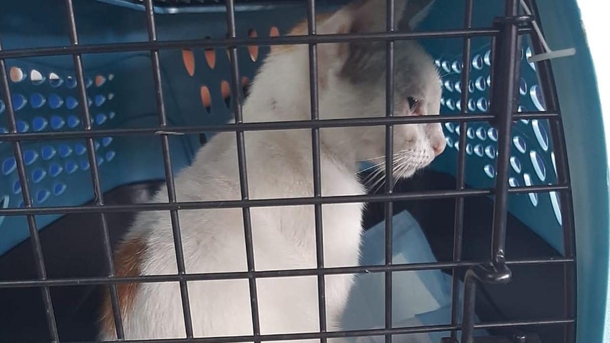 pisica droguri panama