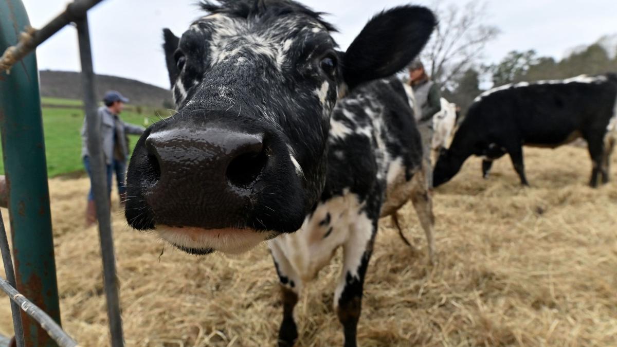 primar gorj fotografiat vacile vecinilor poze internet pentru fonduri europene