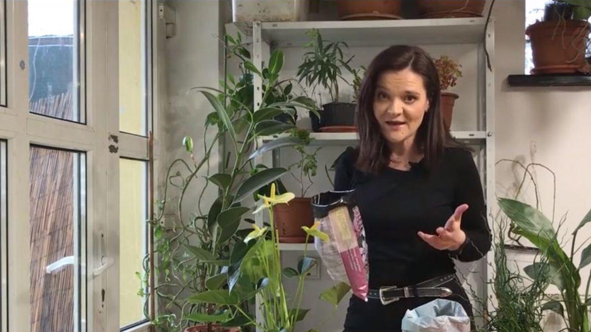 cum refolosim pamant vechi de flori plante