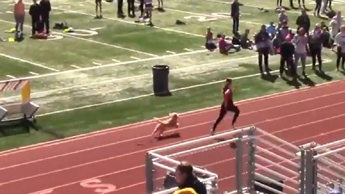 catel veteta concurs atletism sua