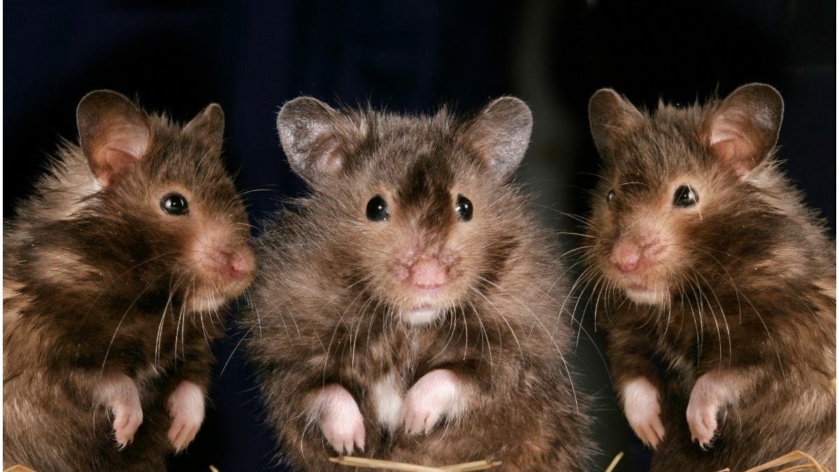 sobolani transmit coronavirus