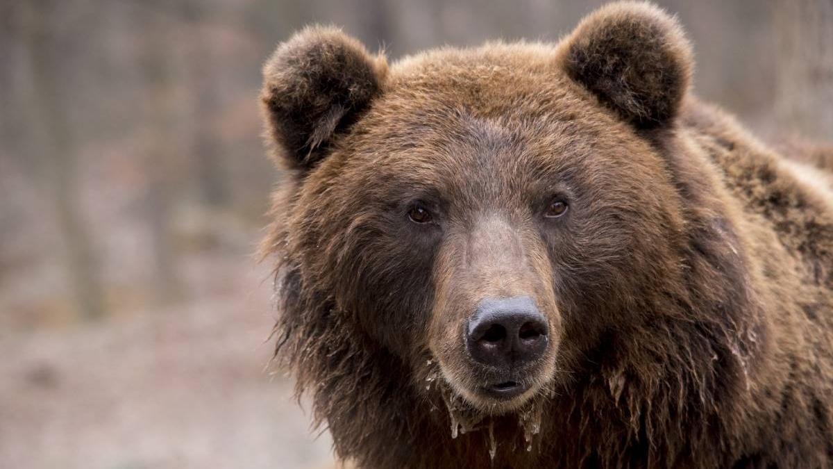 urs mall brasov isu ro alert