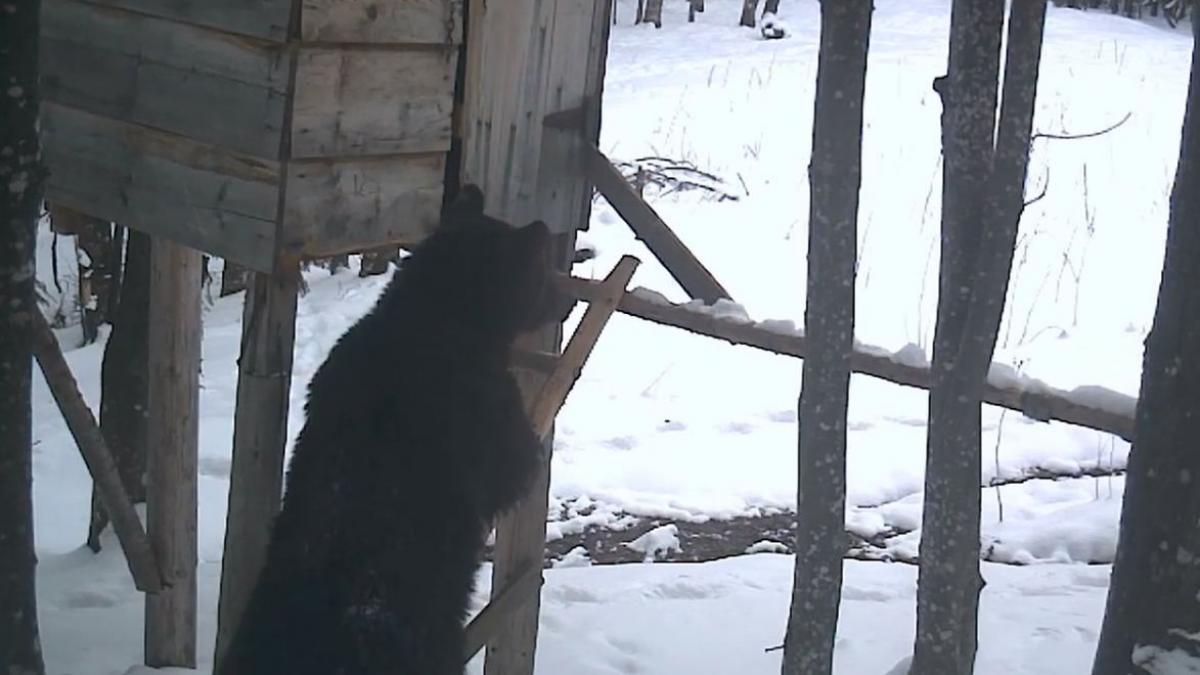 urs la furat ocol silvic caras severin sac porumb