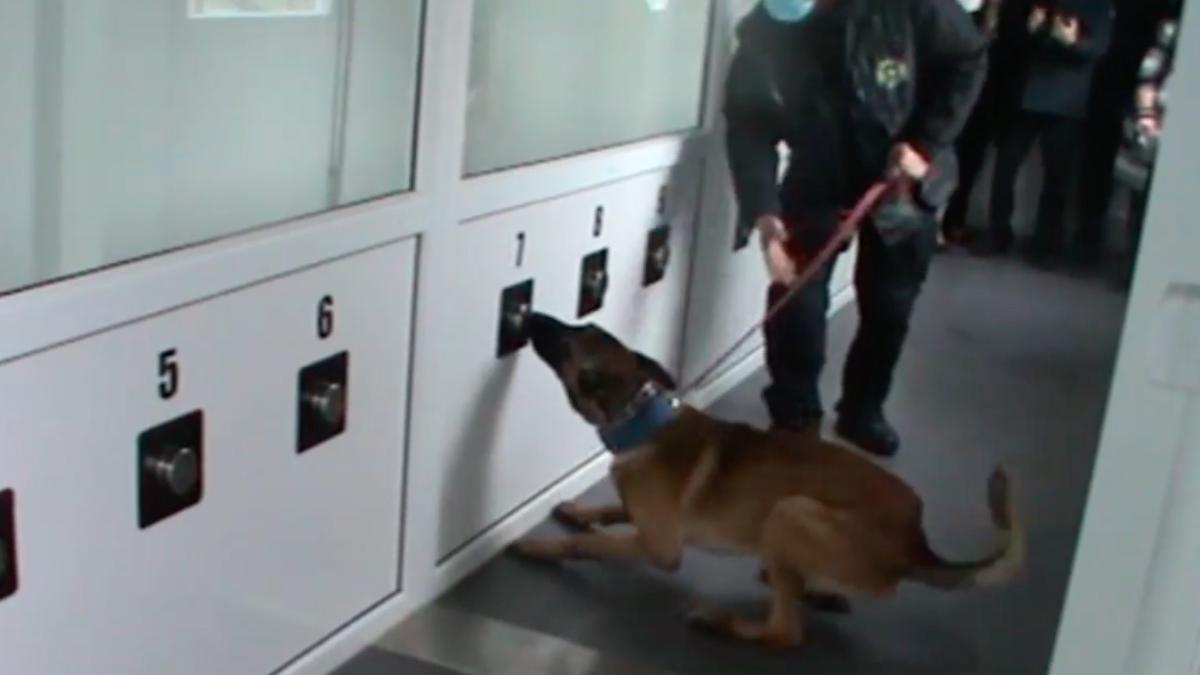 caini dresati sa depisteze persoanele infectate cu covid 19 timisoara