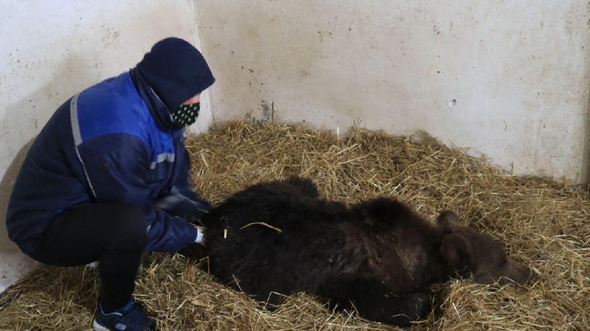 pui urs orfan relocat sanctuar libearty zarnesti