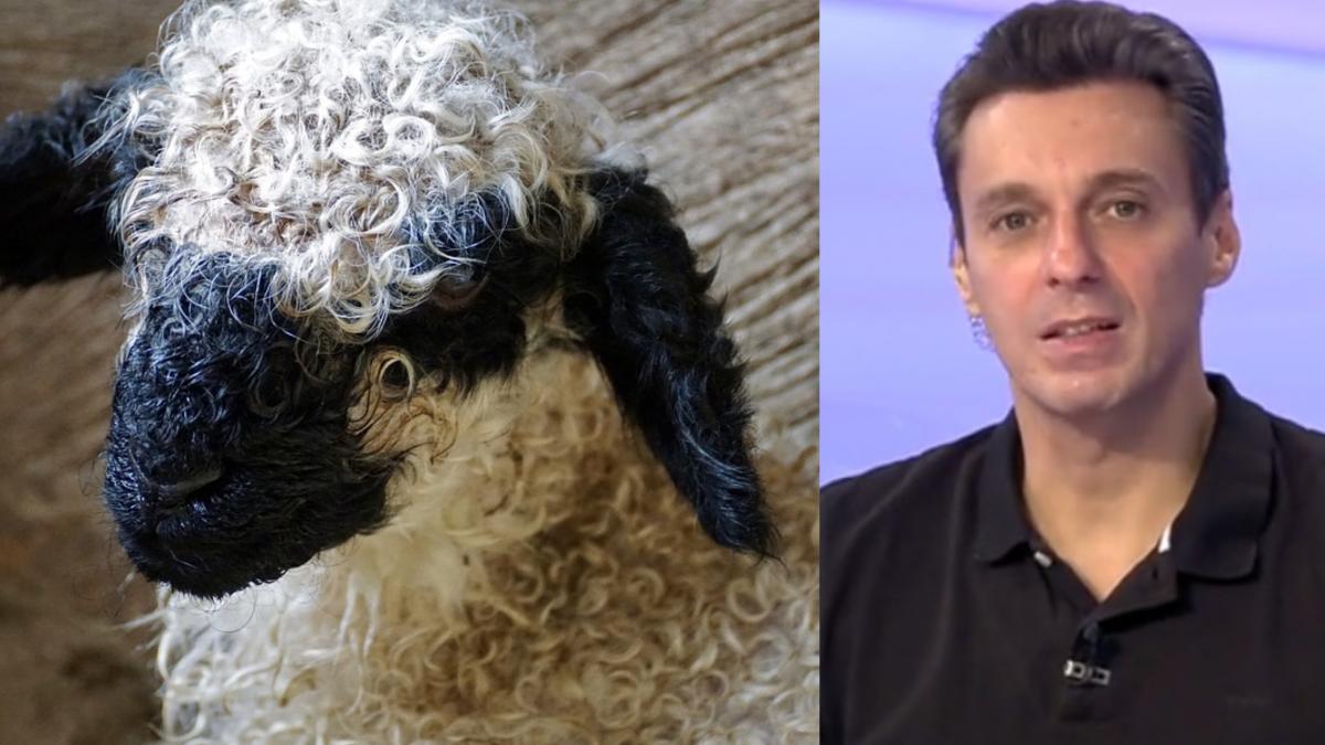 mircea badea cumparare miel