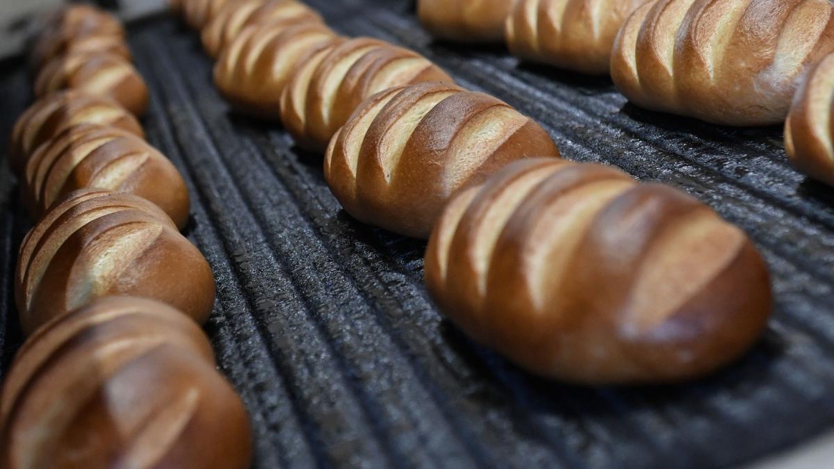 painea cu faina de greier s ar putea gasi curand pe rafturile magazinelor