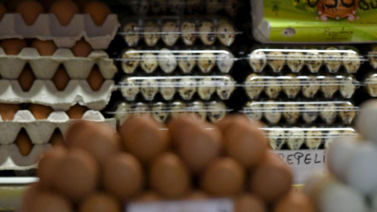 oua salmonella ansvsa