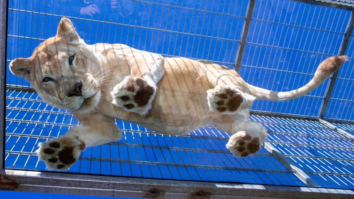 gradina zoologica piatra neamt inchidere