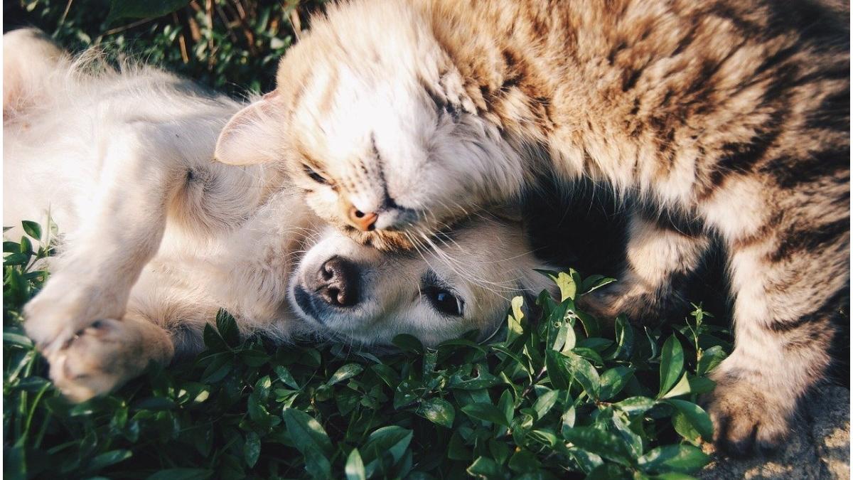 vaccin animale covid 19 rusia