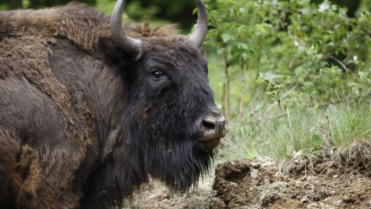 zimbri alungati gospodarie neamt