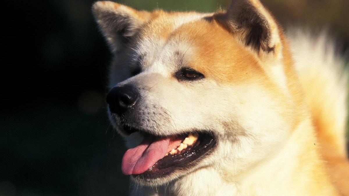 o fetita muscata caine parc tulcea