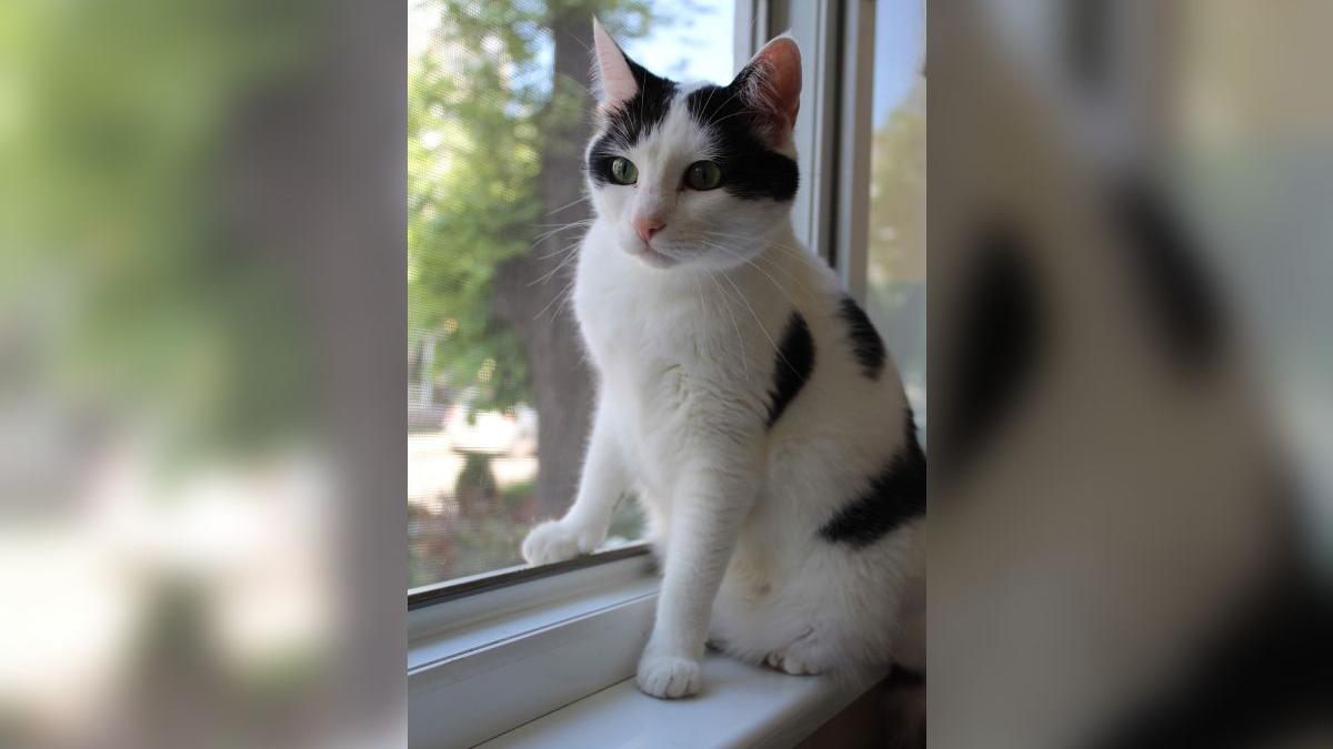 barbat suceava pisica cazut etaj