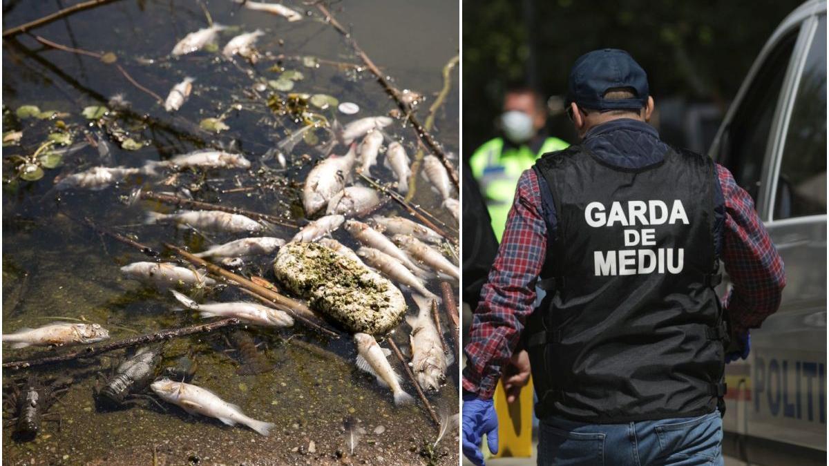 poluare bicaz amoniac pesti garda de mediu fabrica ciment tasca