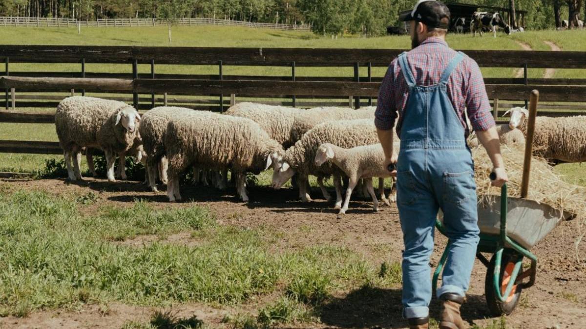 tineri dispora fonduri nerambursabile ferme