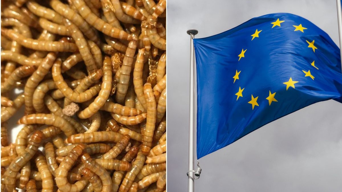Viermii de făină galbeni uscați, aprobați ca aliment în UE