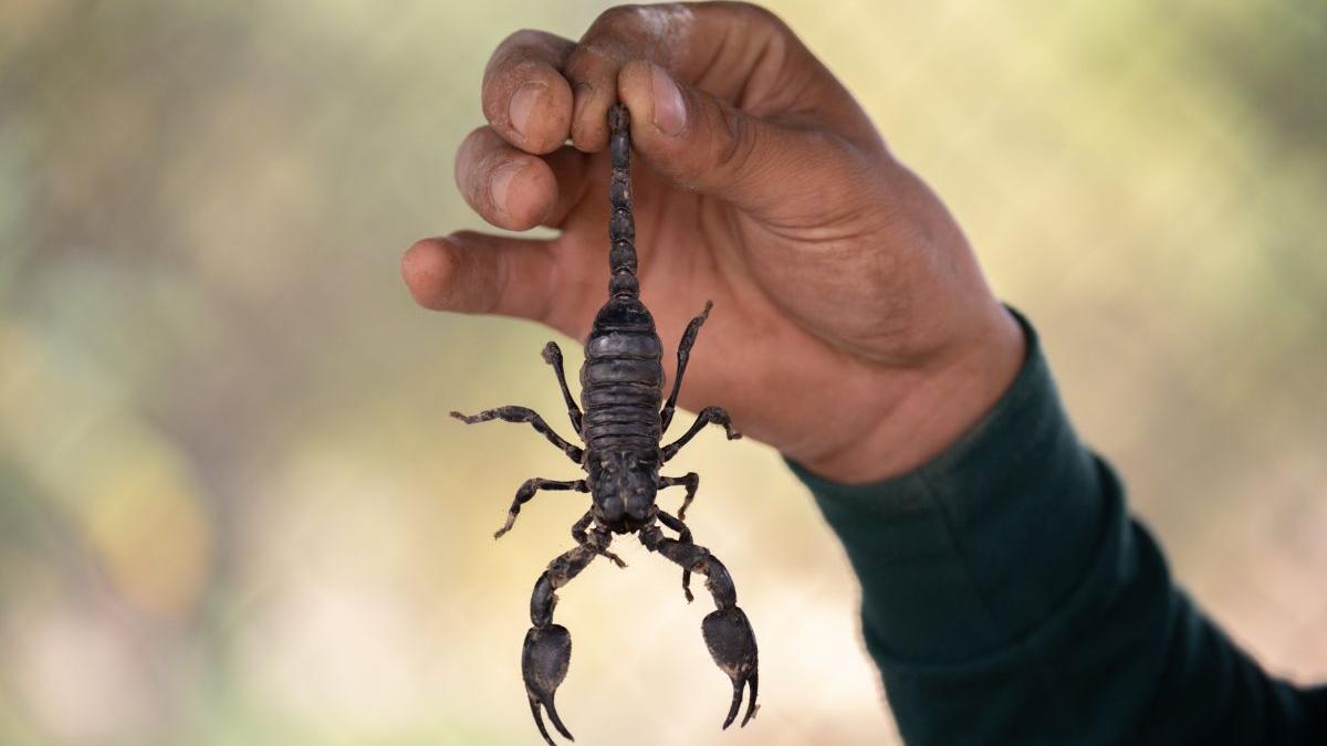 angajata supermarket constanta muscata scorpion