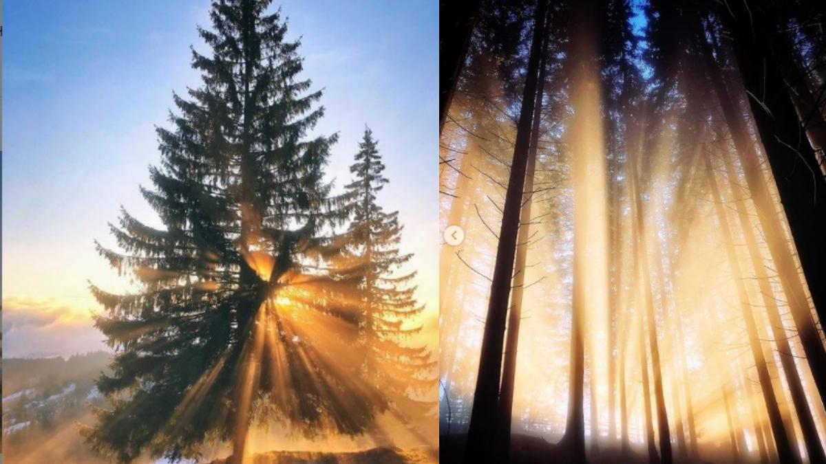 apple preluat imagini fotograf roman