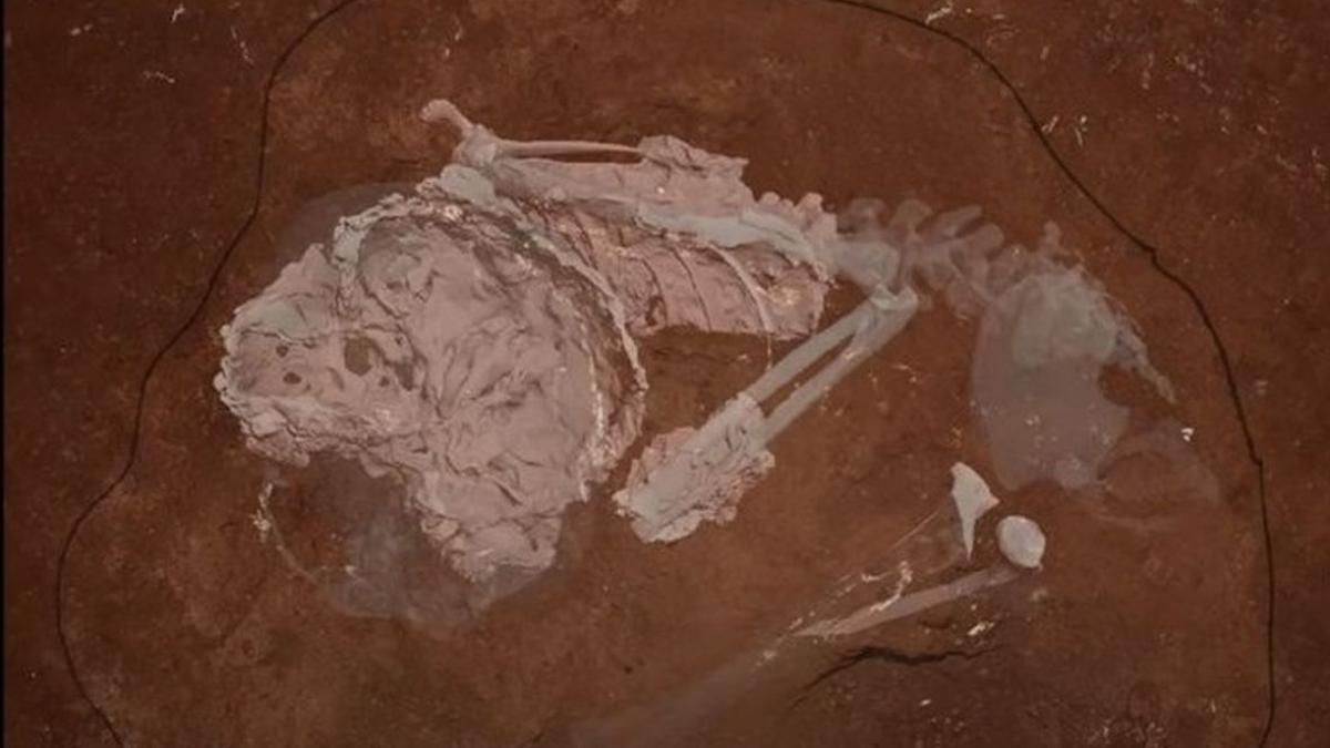 schelet vechi 78 300 pestera africa copil