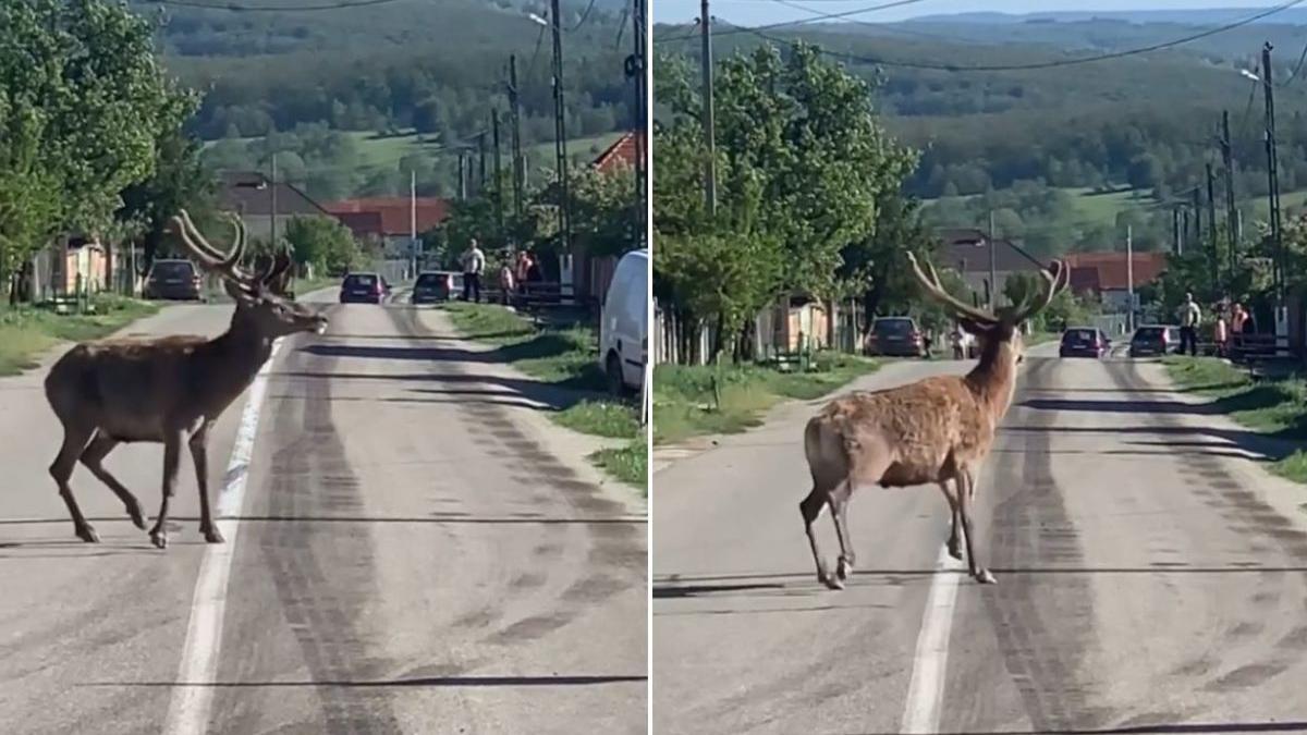 cerb filmat sat gorj