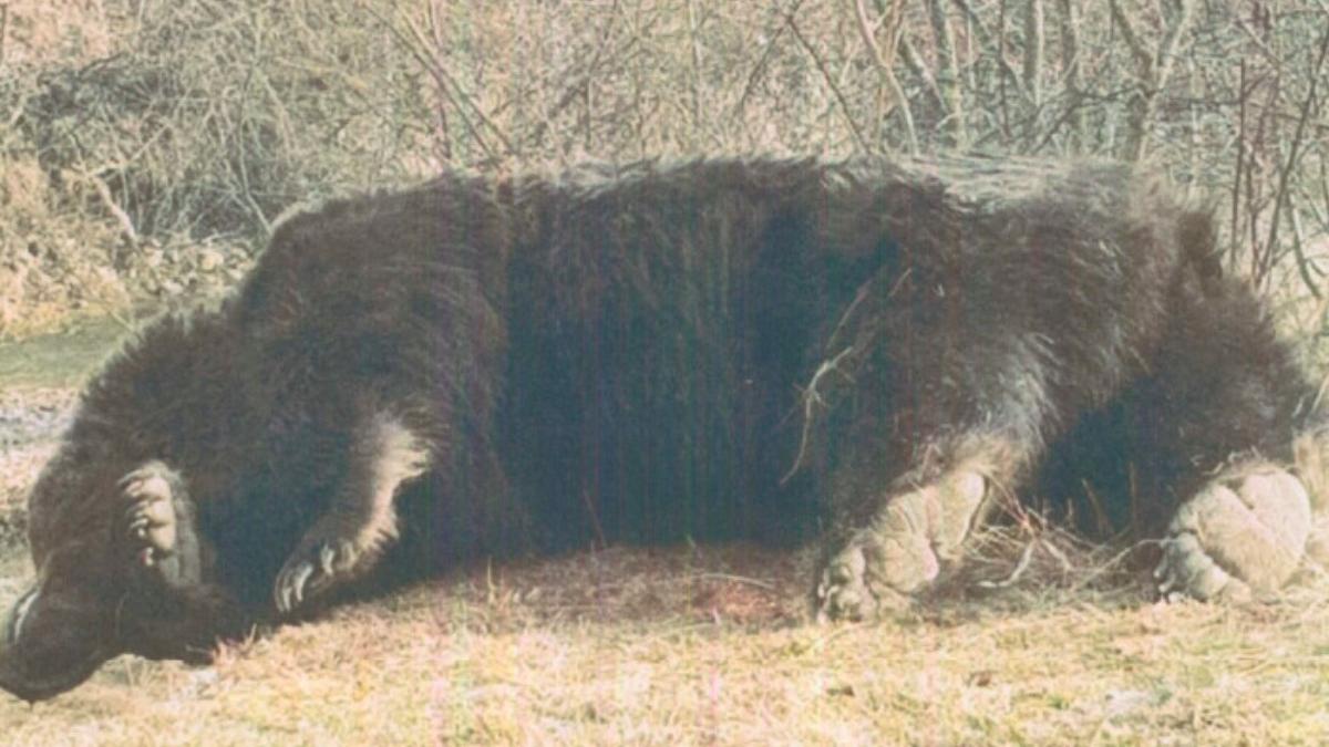 asociatia care a organizat vanarea ursului arthur cere cna sanctiuni presa