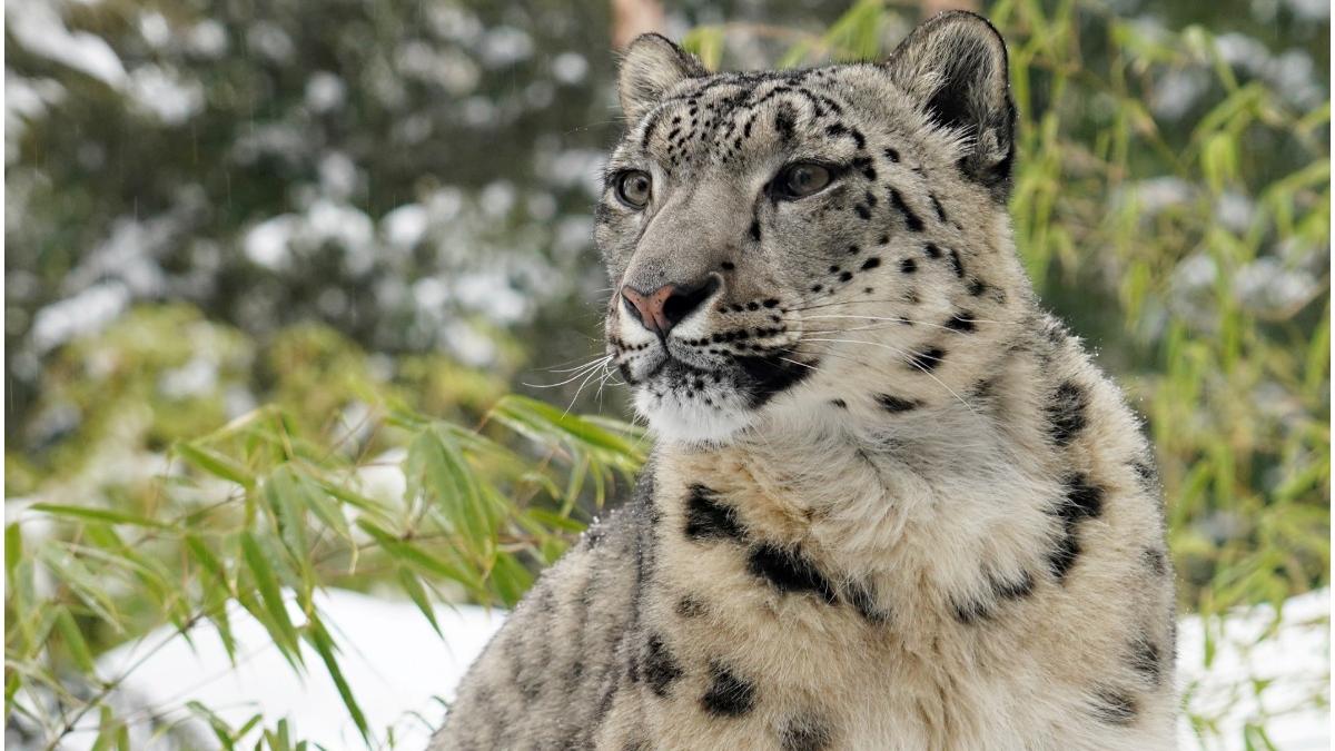 leoparzi evadat parc safari china