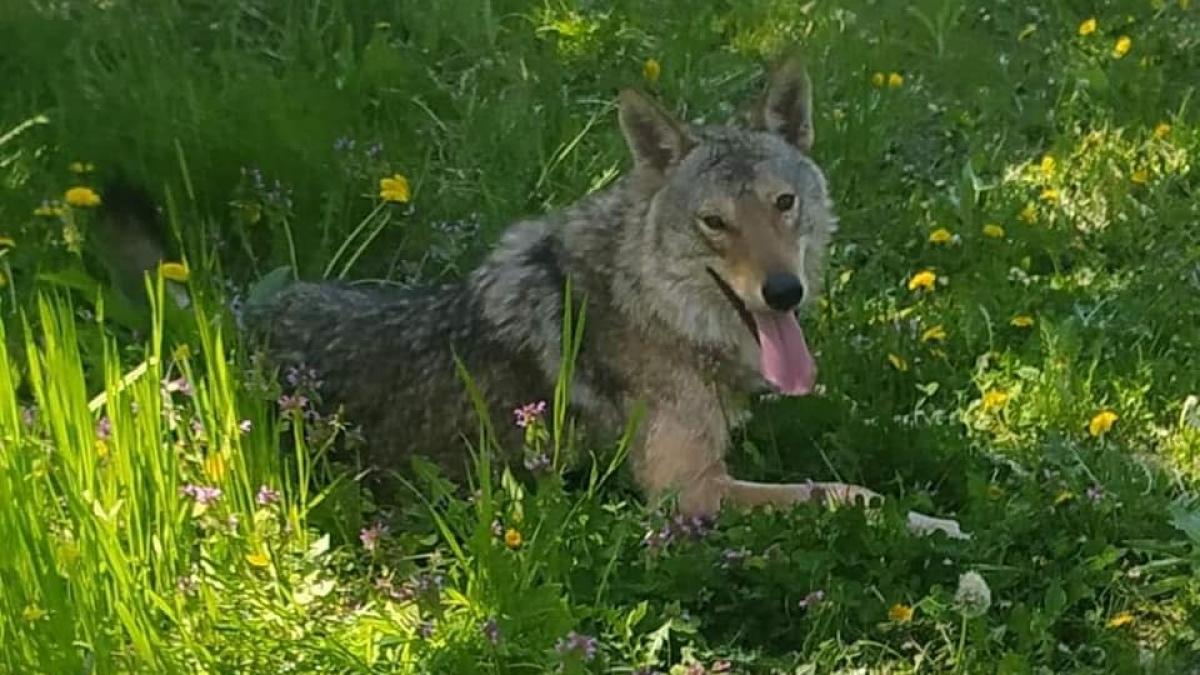 lup evadat gradina zoologica prins sat republica moldova