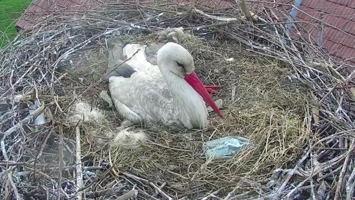 masti de unica folosinta anti covid gasite in cuiburile de berze